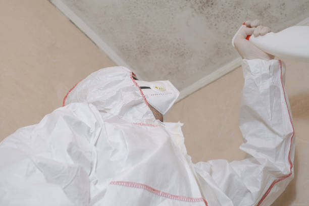 Best Post-Flood Mold Remediation in , MI