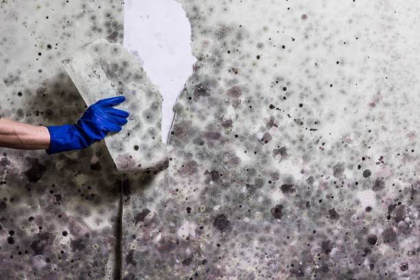 Best Industrial Mold Remediation in , MI